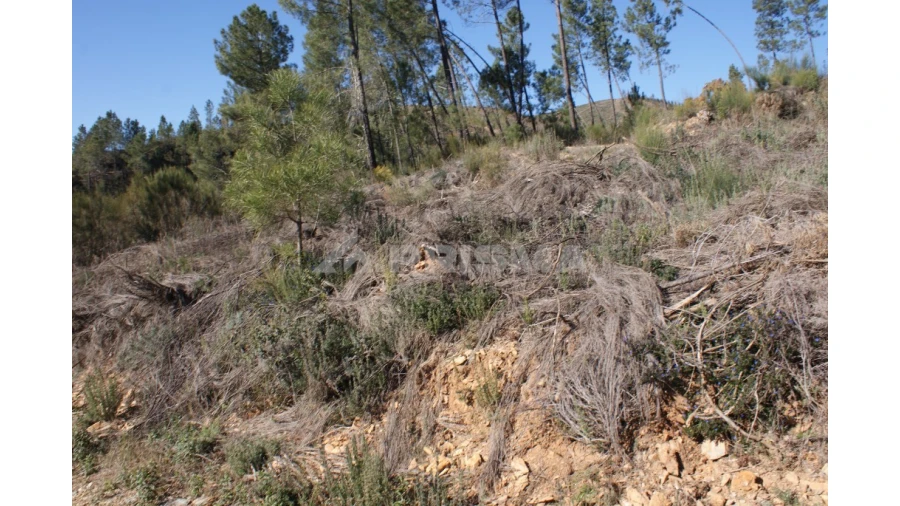Quinta para Venda em Janeiro de Cima e Bogas de Baixo Foto 7