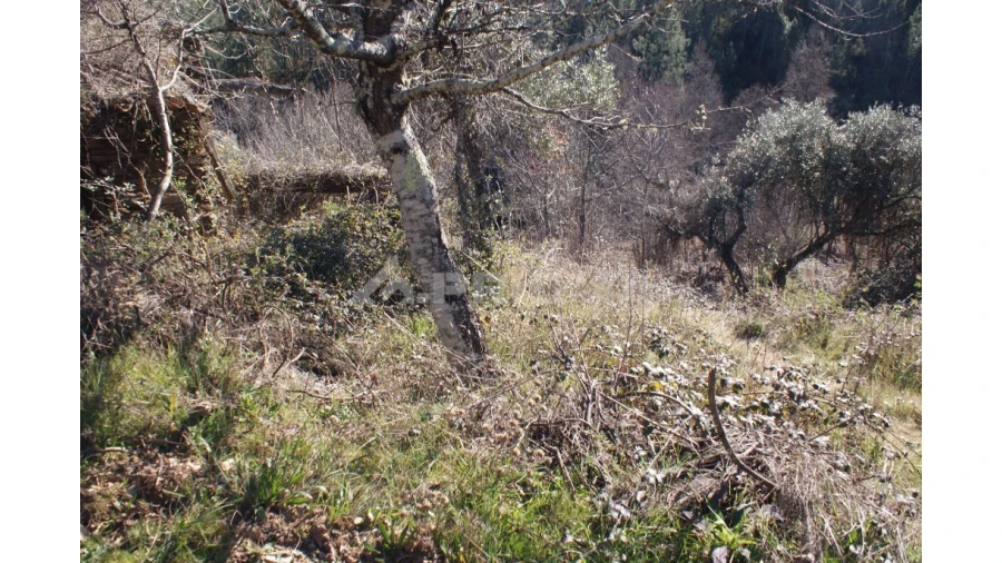 Quinta para Venda em Janeiro de Cima e Bogas de Baixo Foto 8