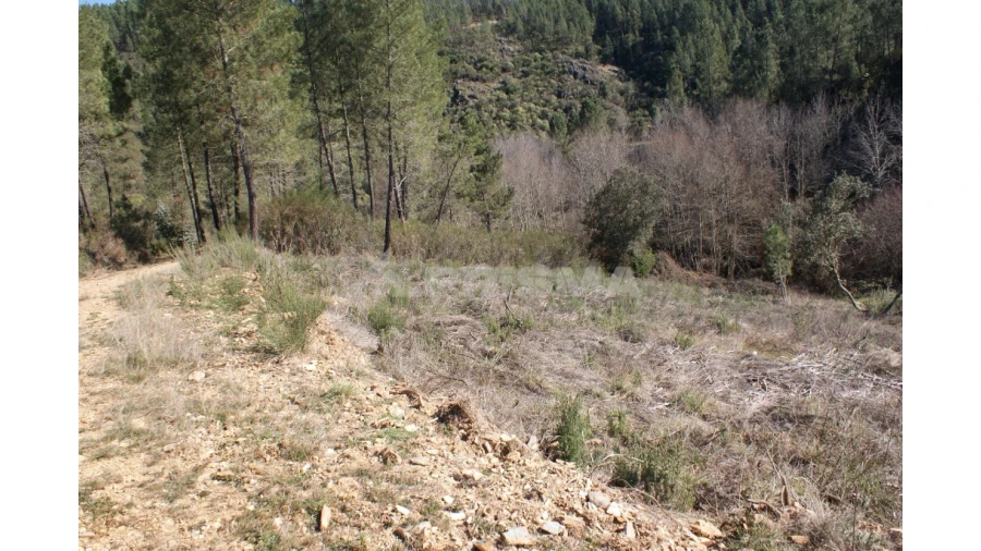 Quinta para Venda em Janeiro de Cima e Bogas de Baixo Foto 5