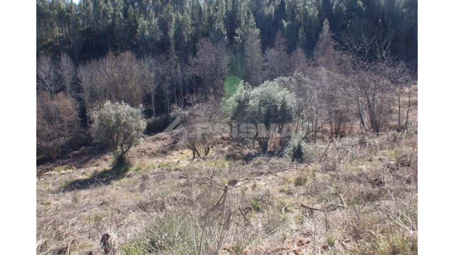 Quinta para Venda em Janeiro de Cima e Bogas de Baixo Foto 6