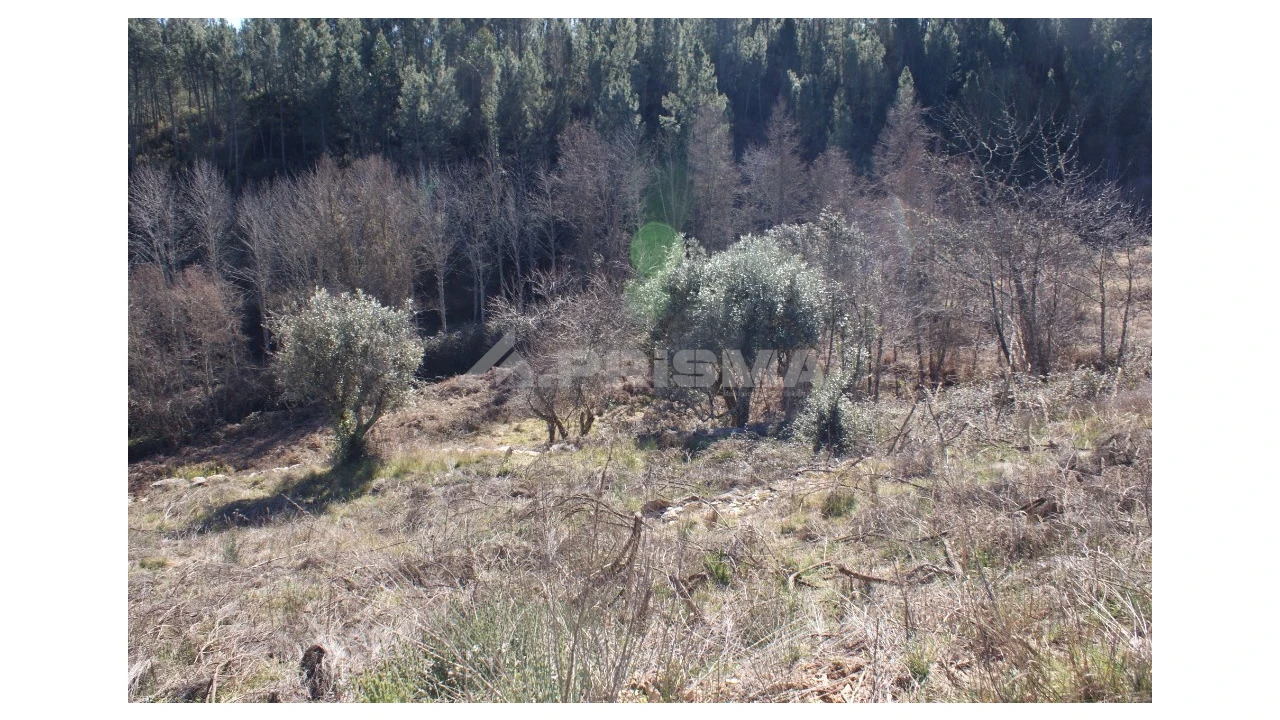 Quinta para Venda em Janeiro de Cima e Bogas de Baixo Foto 6