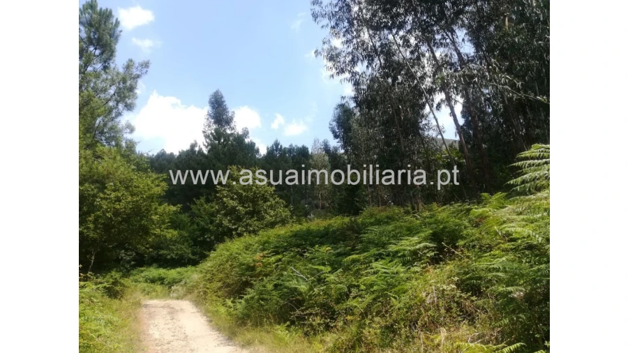 Terreno para Venda em Caldelas, Sequeiros e Paranhos Foto 6