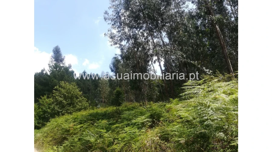 Terreno para Venda em Caldelas, Sequeiros e Paranhos Foto 5