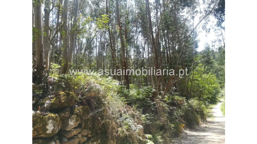 Terreno para Venda em Caldelas, Sequeiros e Paranhos