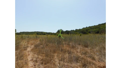 Terreno para Venda em Mexilhoeira Grande
