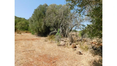Terreno para Venda em Mexilhoeira Grande