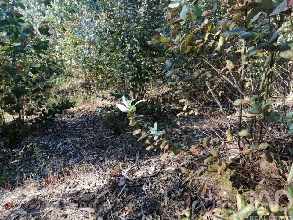 Terreno para Venda em Leiria, Pousos, Barreira e Cortes Foto 12