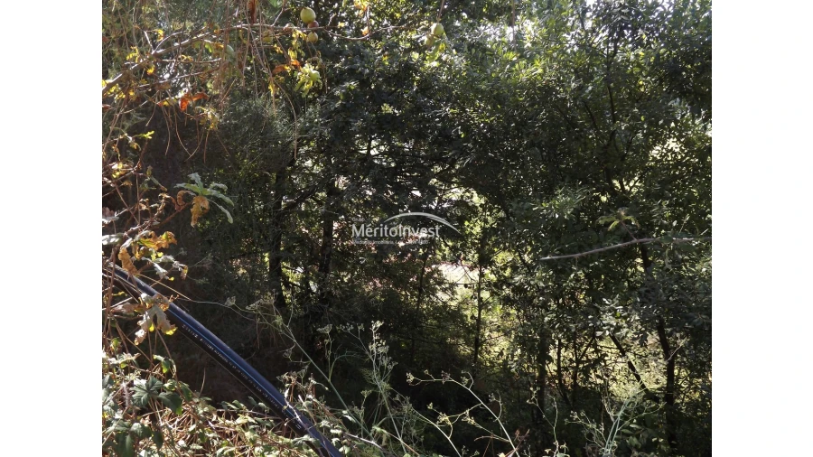 Terreno para Venda em Abade de Neiva Foto 3