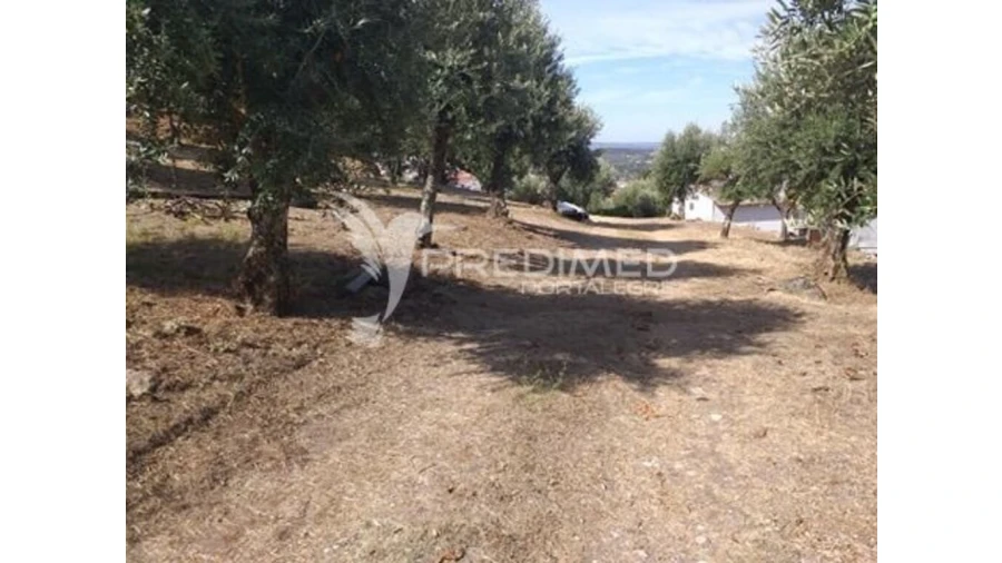 Terreno para Venda em Ribeira de Nisa e Carreiras Foto 4