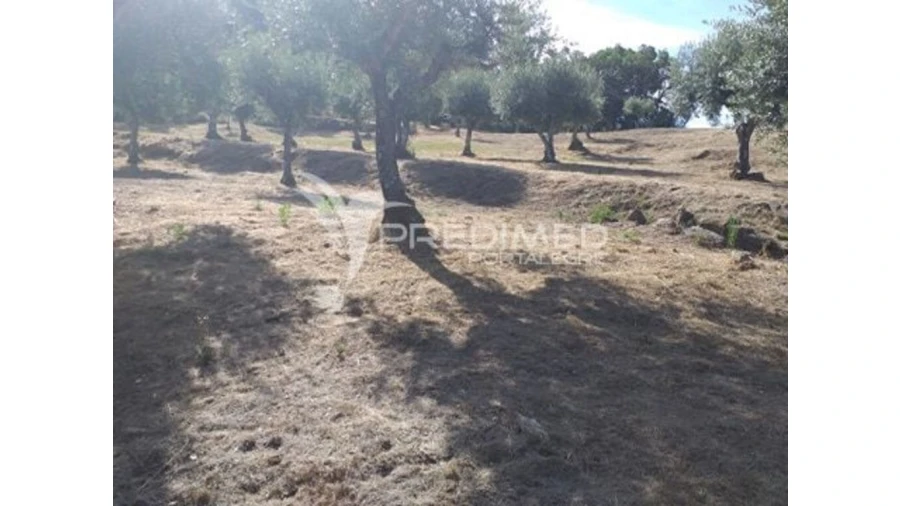 Terreno para Venda em Ribeira de Nisa e Carreiras Foto 7