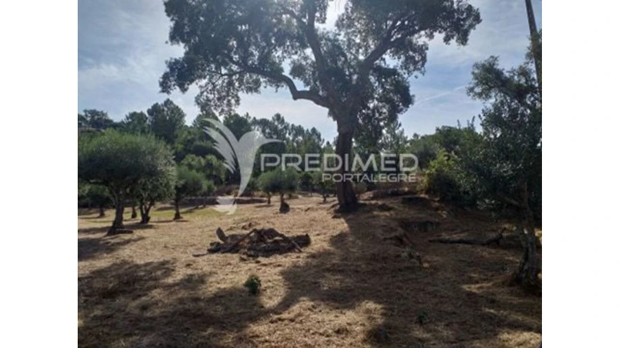 Terreno para Venda em Ribeira de Nisa e Carreiras Foto 5