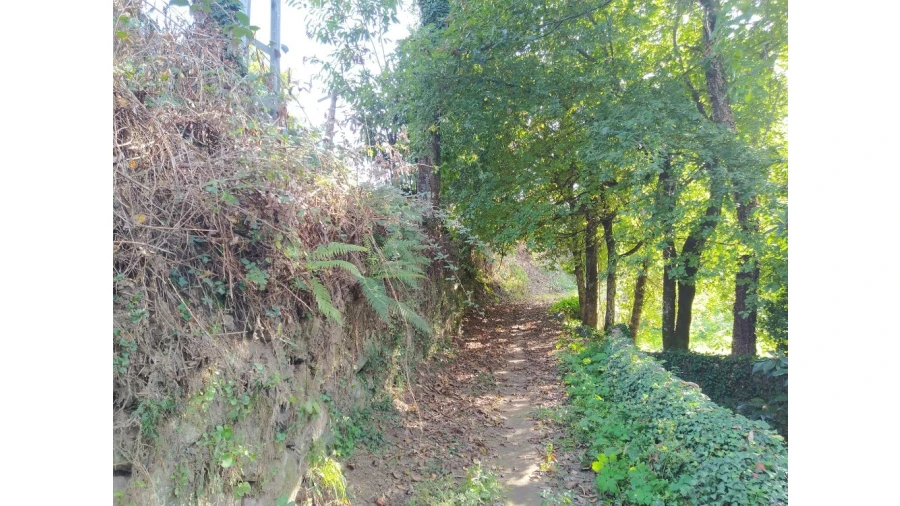 Terreno para Venda em Fiscal Foto 6