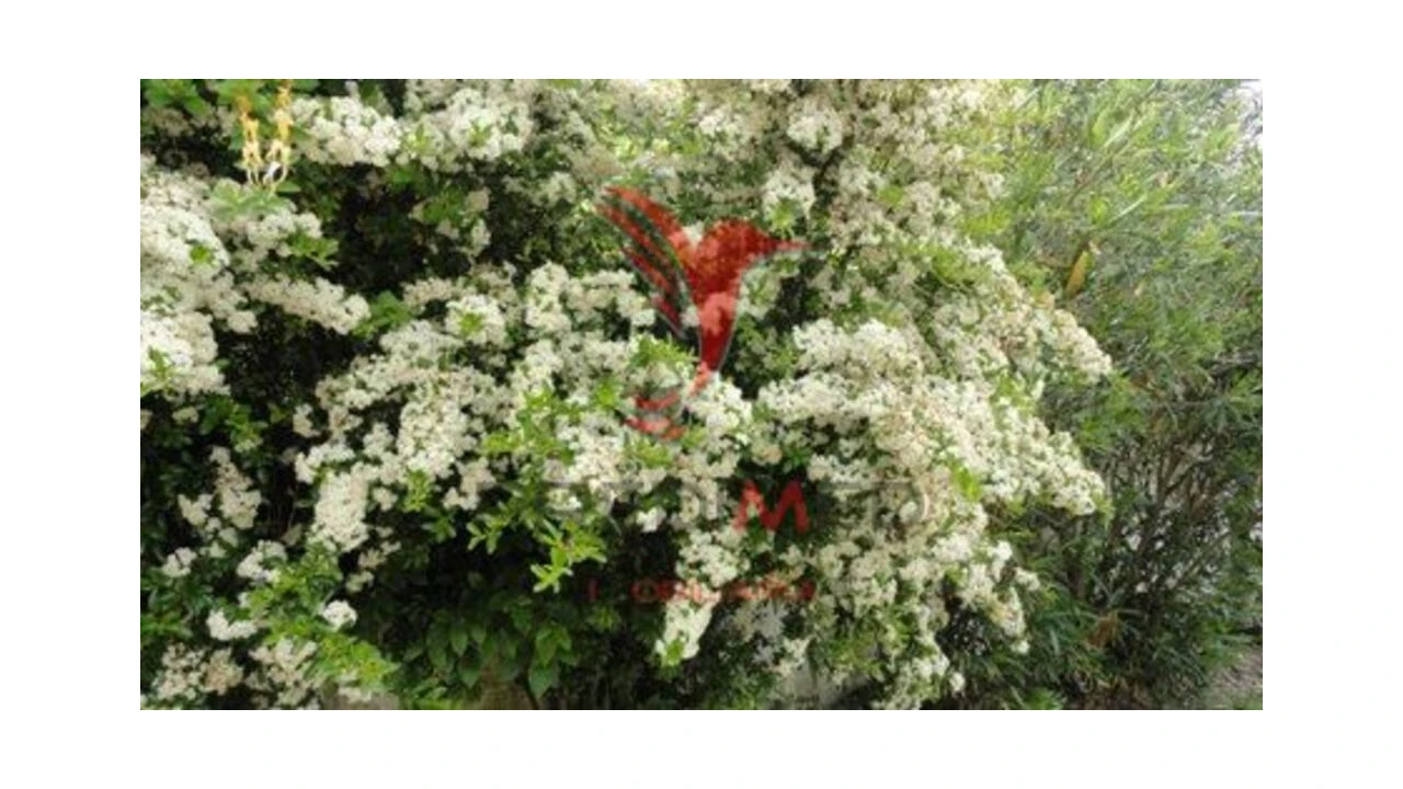 Moradia T2 para Venda em Alter do Chão Foto 13