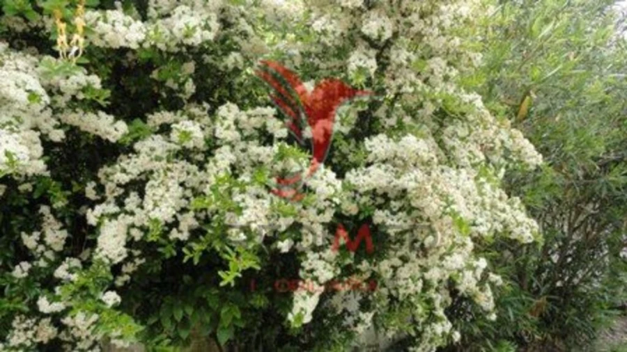 Moradia T2 para Venda em Alter do Chão Foto 13