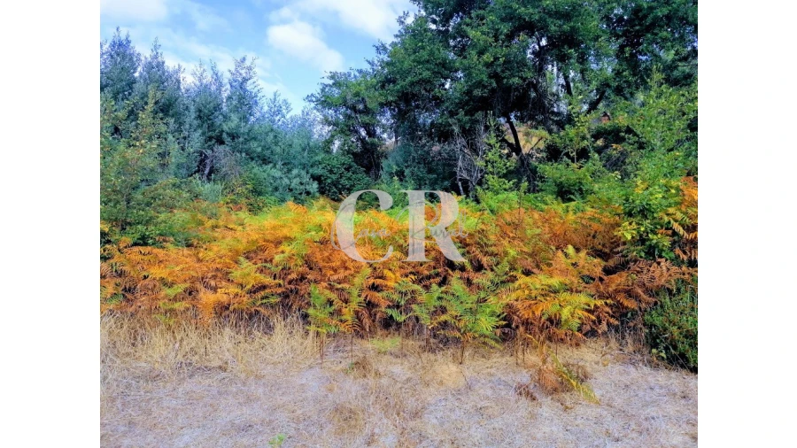 Quinta T2 para Venda em Figueiró dos Vinhos e Bairradas Foto 12