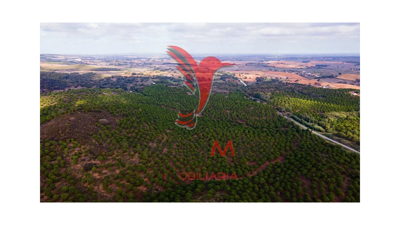 Quinta para Venda em São Luis Foto 14