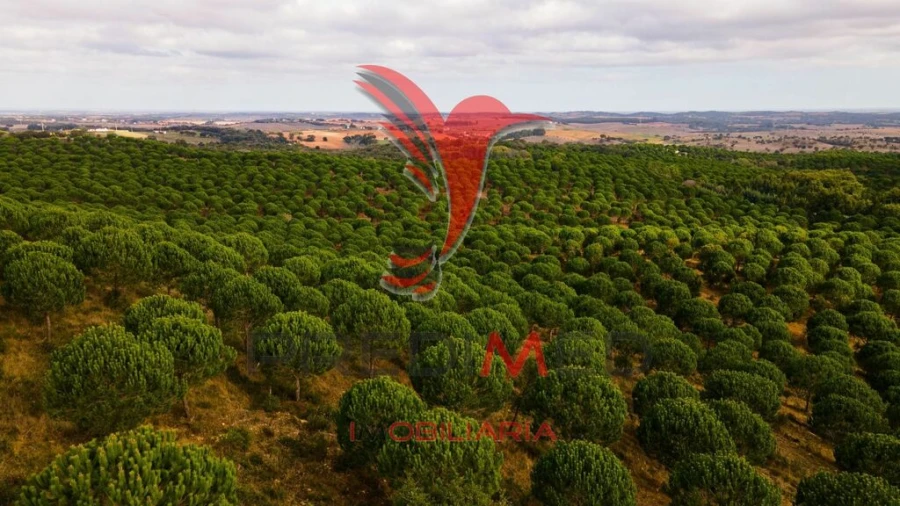 Quinta para Venda em São Luis Foto 11
