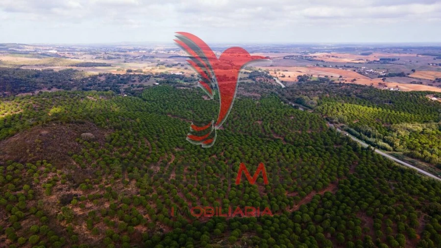 Quinta para Venda em São Luis Foto 14