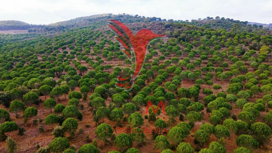 Quinta para Venda em São Luis Foto 8