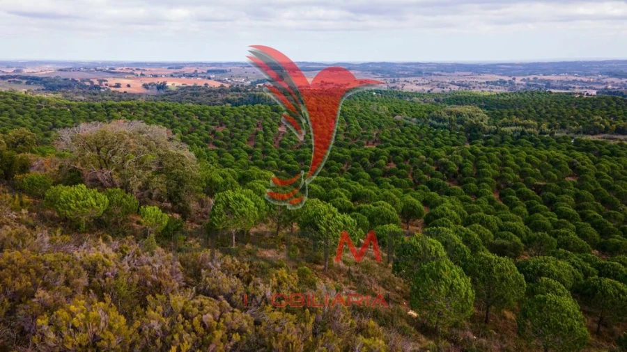 Quinta para Venda em São Luis Foto 17
