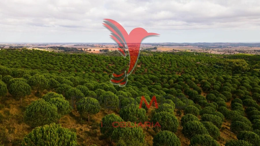 Quinta para Venda em São Luis Foto 18