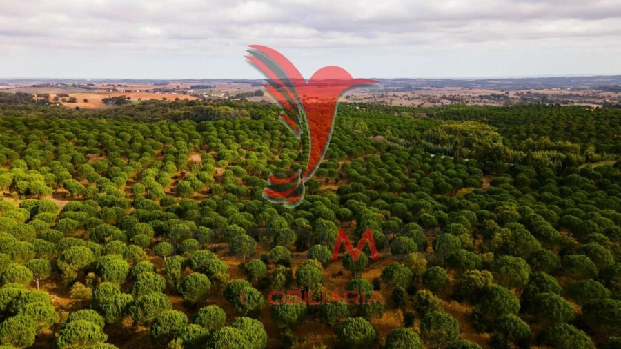 Quinta para Venda em São Luis Foto 12