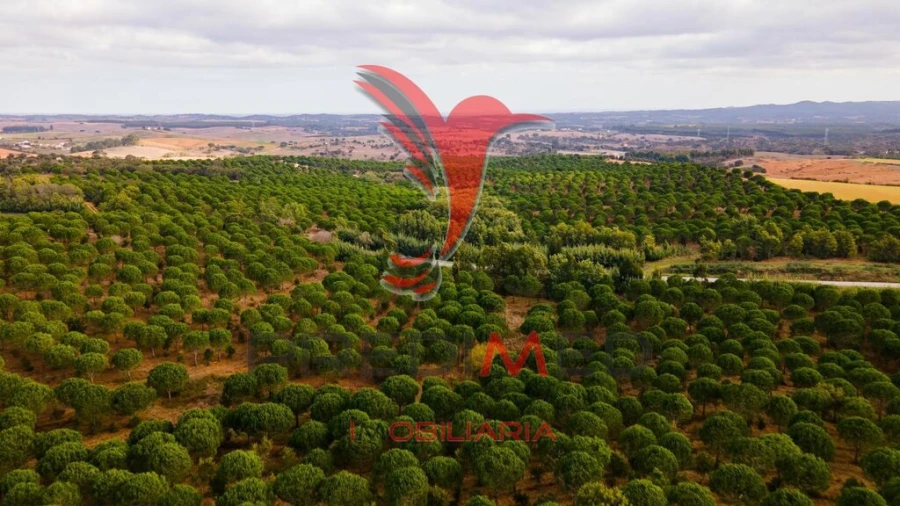 Quinta para Venda em São Luis Foto 9