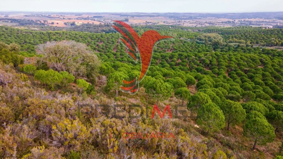 Quinta para Venda em São Luis Foto 7