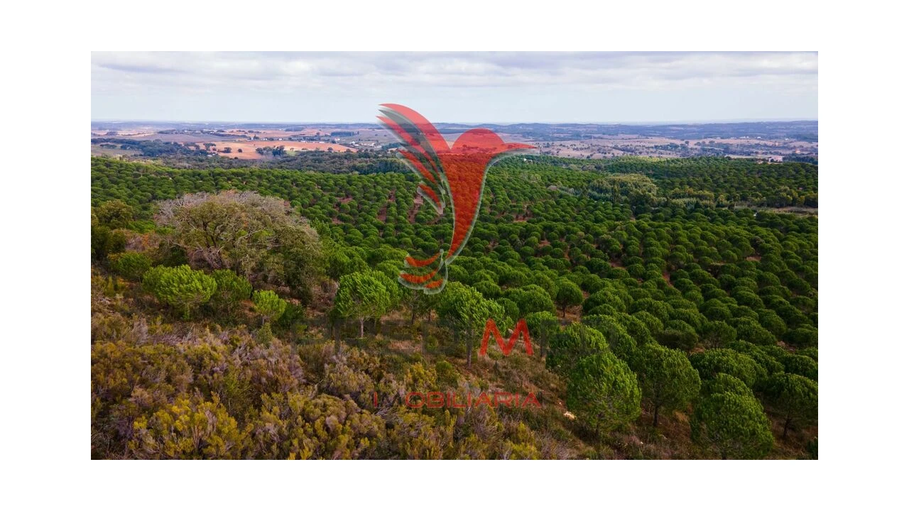 Quinta para Venda em São Luis Foto 17