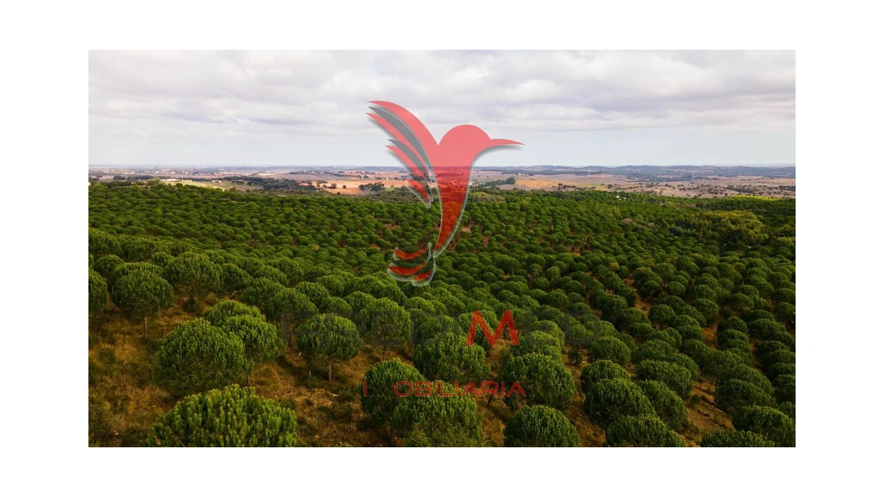 Quinta para Venda em São Luis Foto 18