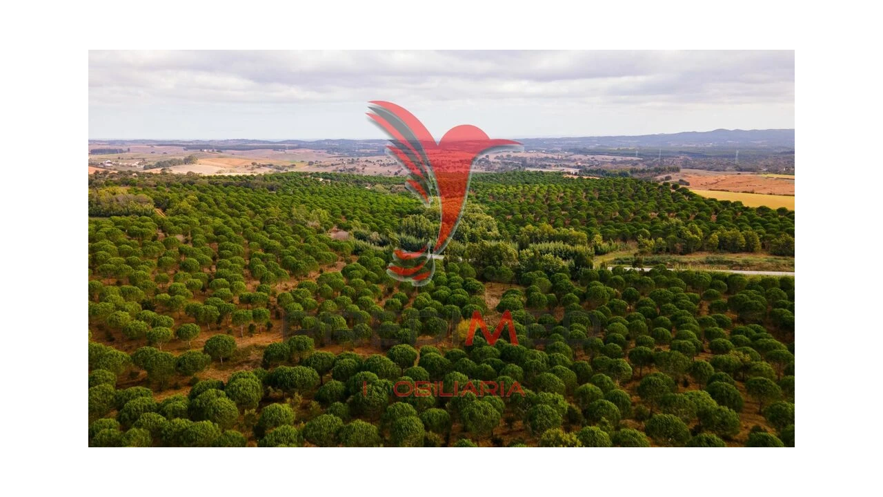 Quinta para Venda em São Luis Foto 9