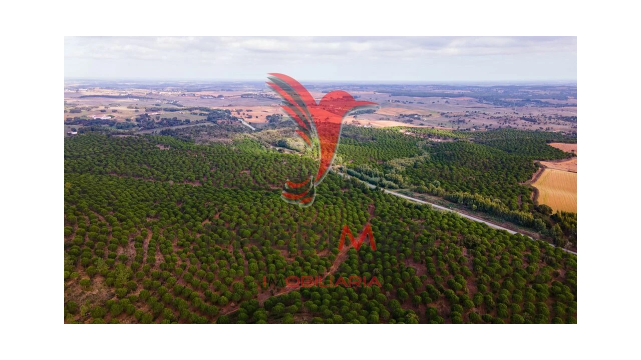 Quinta para Venda em São Luis Foto 15