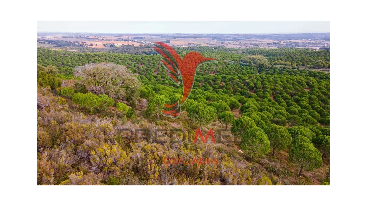 Quinta para Venda em São Luis Foto 7