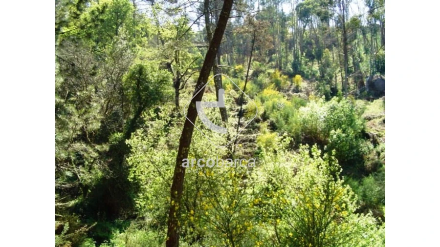 Terreno para Venda em Lavradas Foto 2