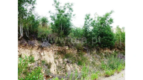 Terreno para Venda em São Martinho de Árvore e Lamarosa