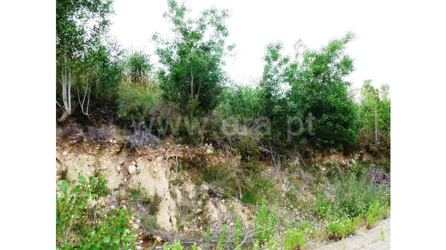 Terreno para Venda em São Martinho de Árvore e Lamarosa