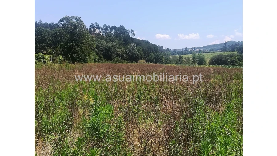 Terreno para Venda em Ferreiros, Prozelo e Besteiros Foto 4