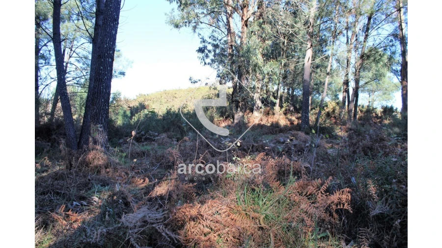 Terreno para Venda em Oleiros Foto 5