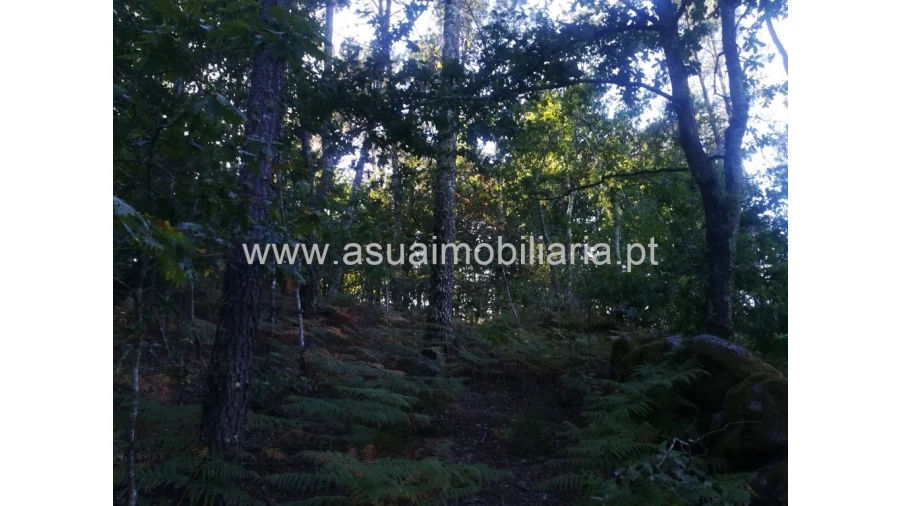 Terreno para Venda em Torre e Portela Foto 4