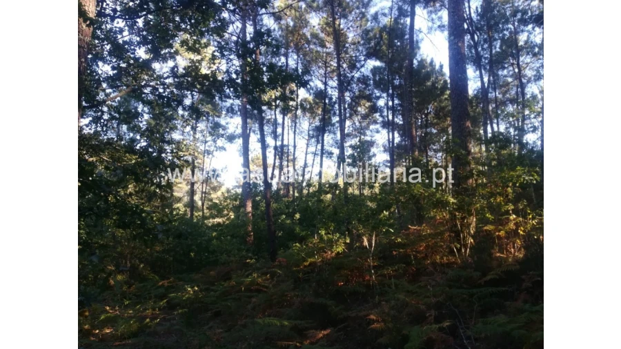 Terreno para Venda em Torre e Portela Foto 3