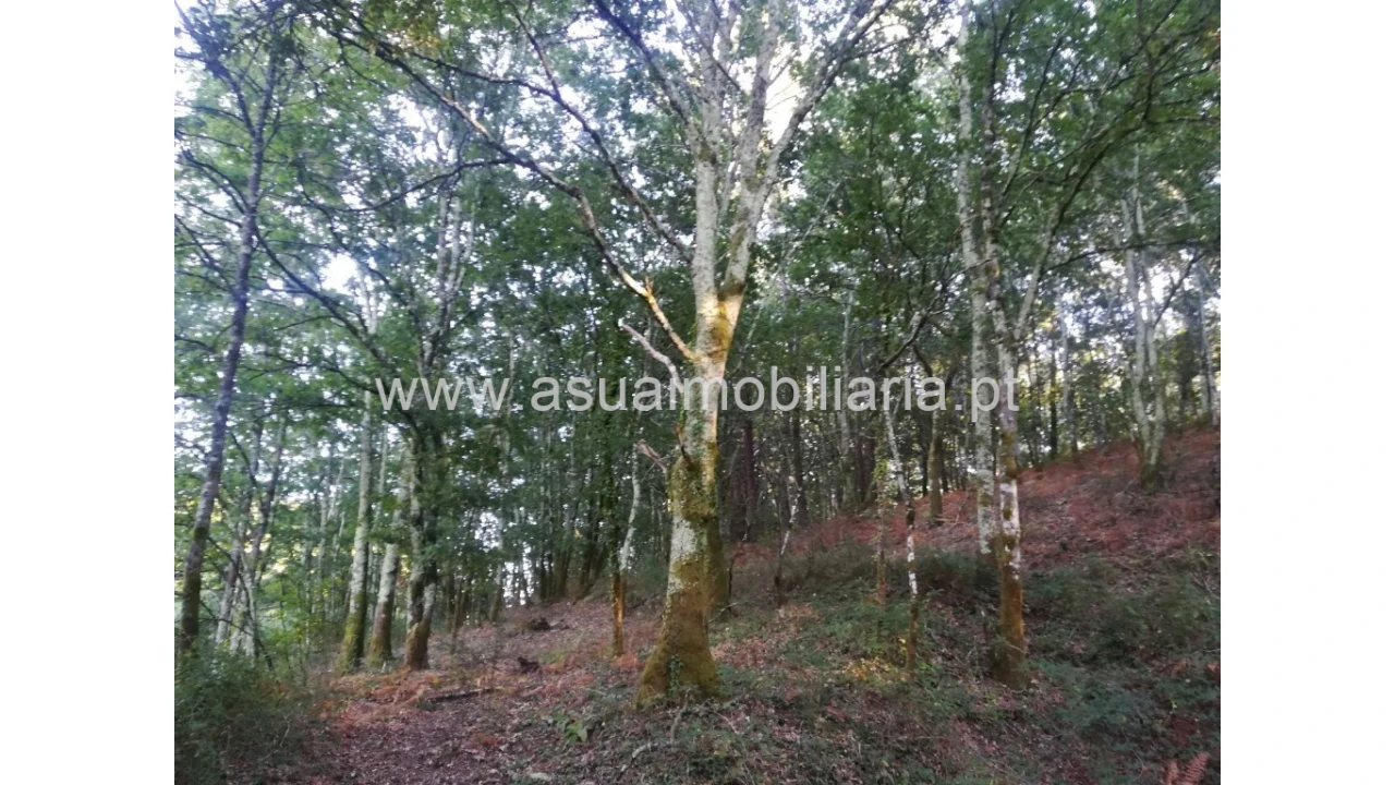 Terreno para Venda em Torre e Portela Foto 1