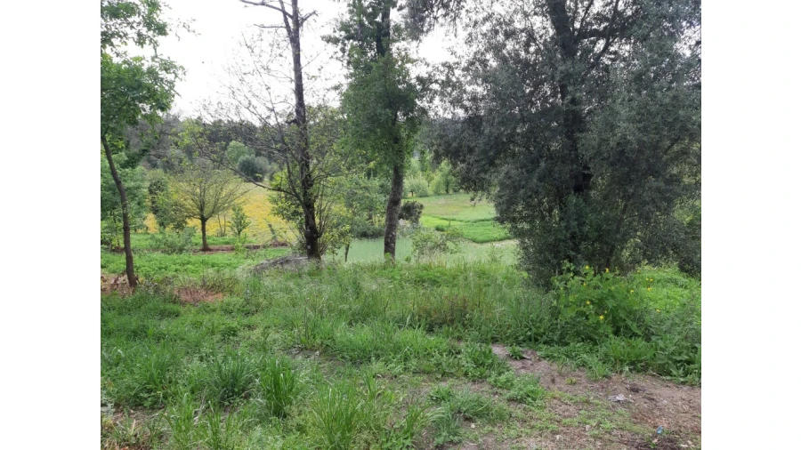 Terreno para Venda em Fiscal Foto 8