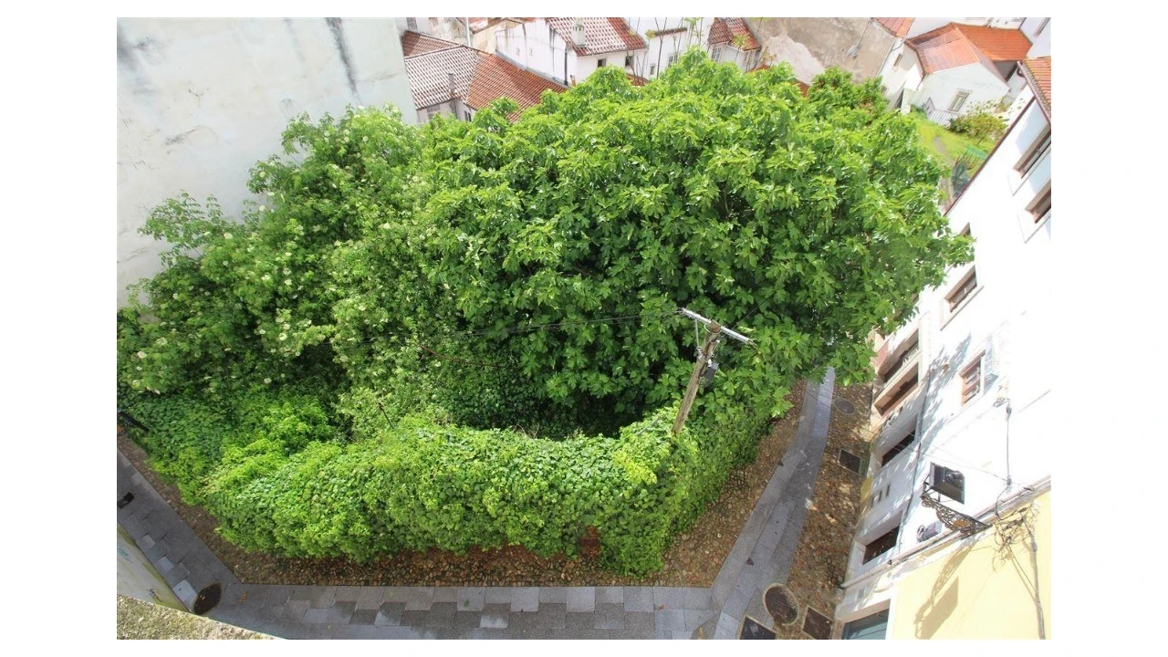Terreno para Venda em São Martinho do Bispo e Ribeira de Frades Foto 1