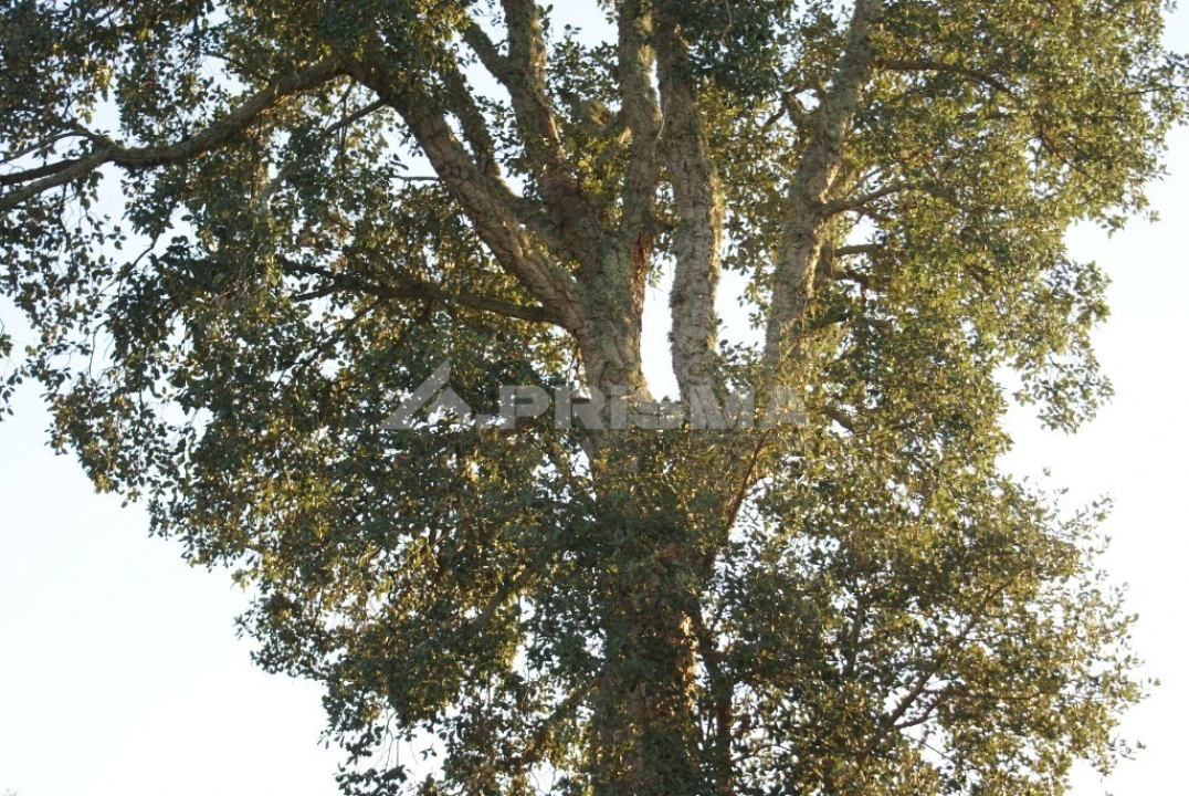 Terreno para Venda em Castelo Branco Foto 2