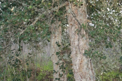 Terreno para Venda em Castelo Branco