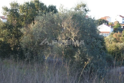Terreno para Venda em Castelo Branco