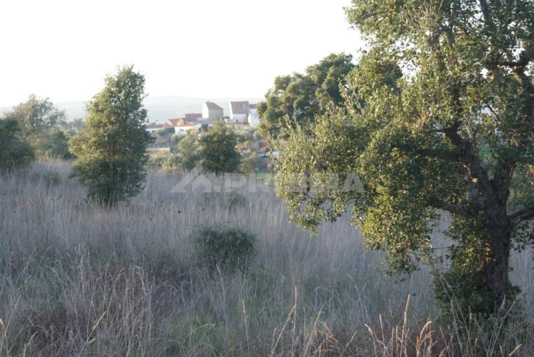 Terreno para Venda em Castelo Branco Foto 10