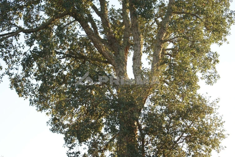 Terreno para Venda em Castelo Branco Foto 2