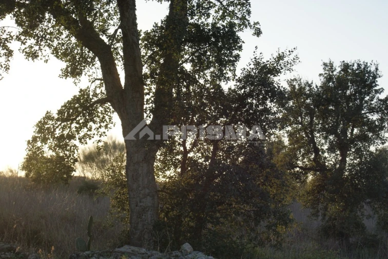 Terreno para Venda em Castelo Branco