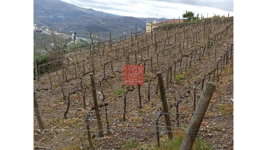 Terreno para Venda em Peso da Régua e Godim Foto 1